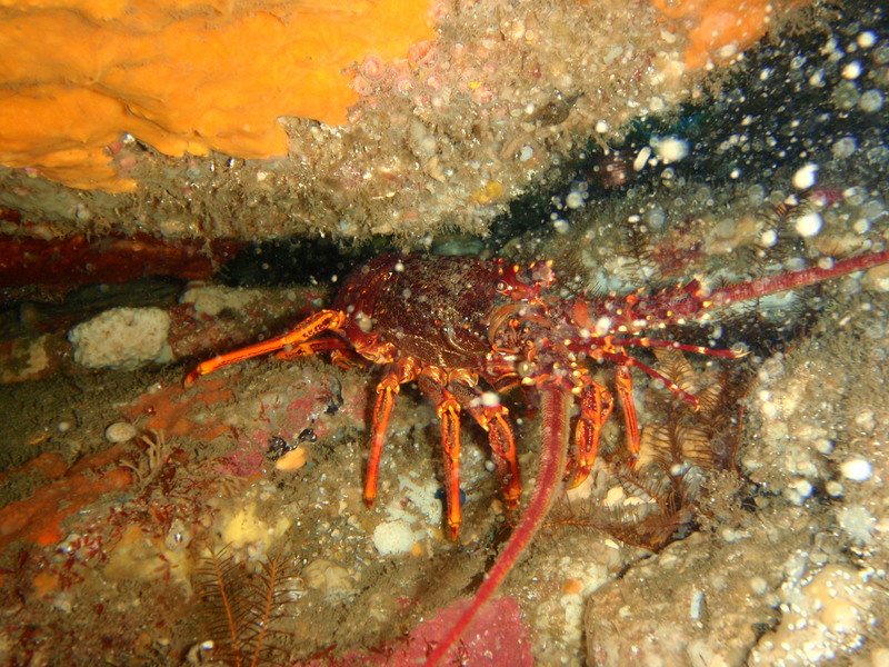 Jasus edwardsii, southern rock lobster; DISPLAY FULL IMAGE.