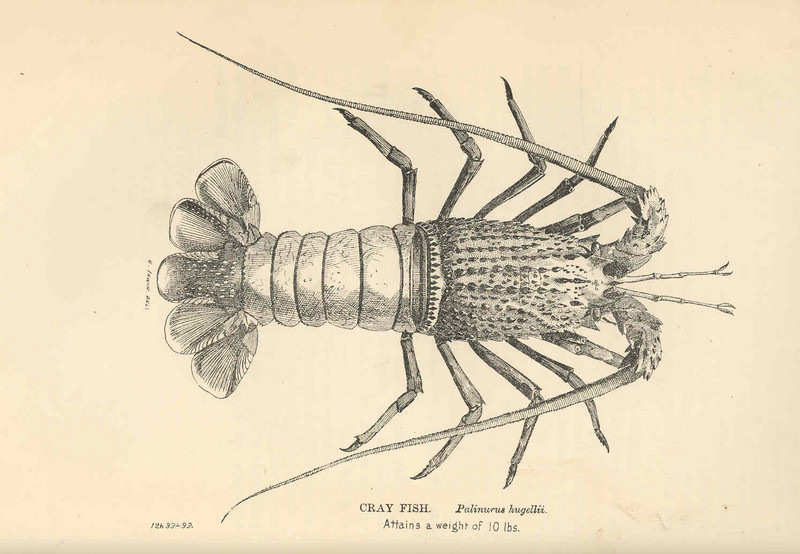 Sagmariasus verreauxi, green rock lobster; DISPLAY FULL IMAGE.