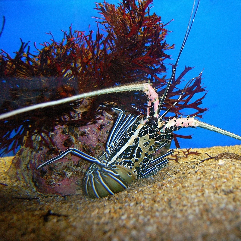 Panulirus versicolor, painted rock lobster; DISPLAY FULL IMAGE.