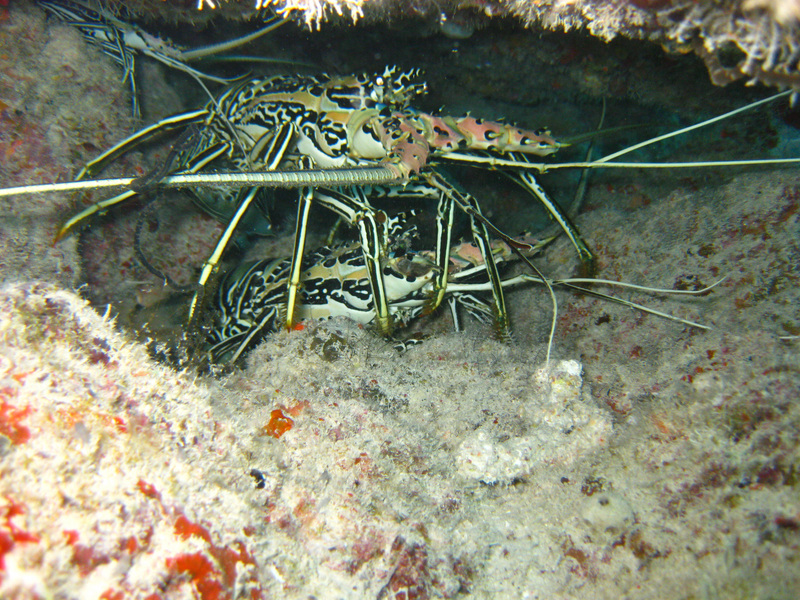 Panulirus versicolor, painted rock lobster; DISPLAY FULL IMAGE.