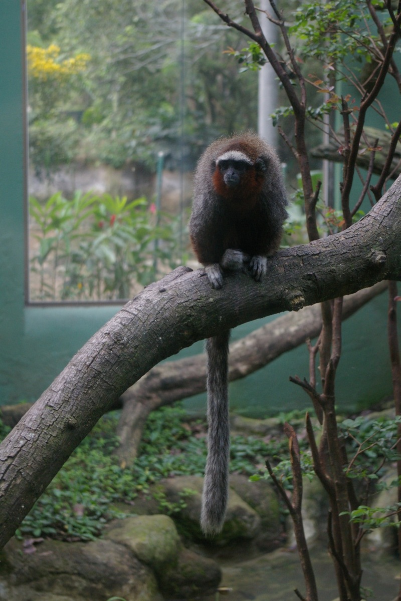 ornate titi (Callicebus ornatus); DISPLAY FULL IMAGE.