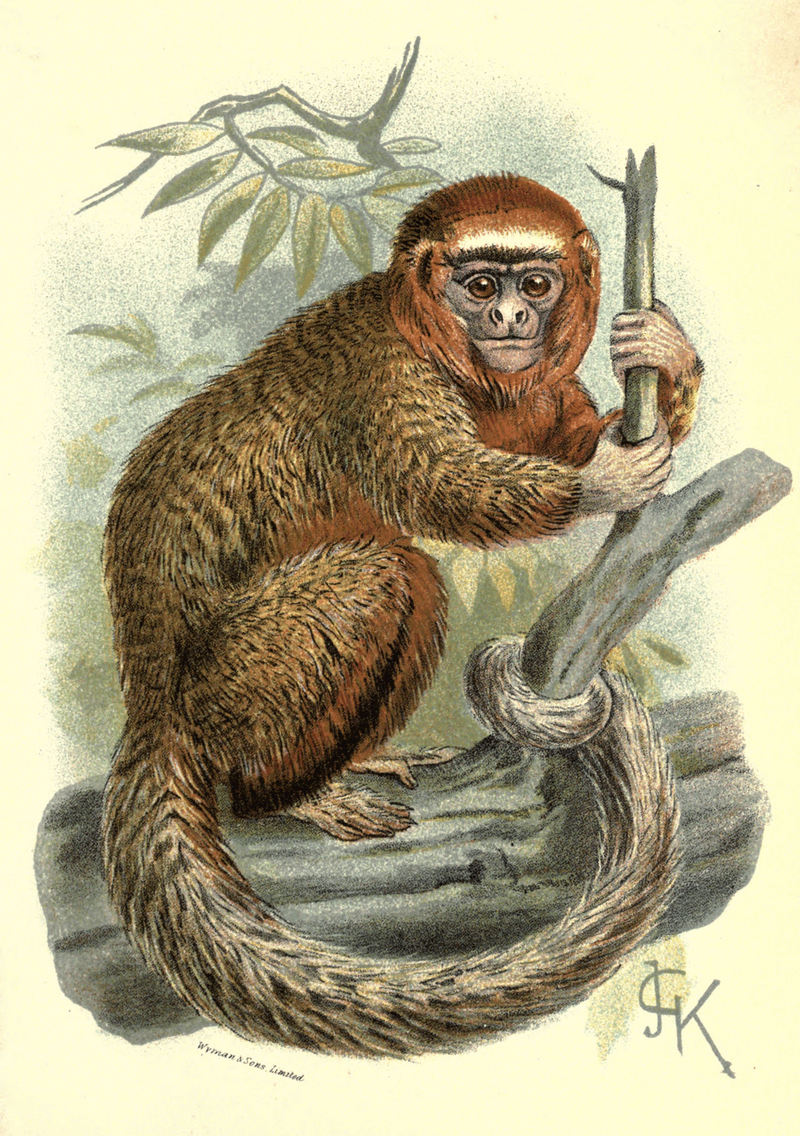 ornate titi (Callicebus ornatus); DISPLAY FULL IMAGE.
