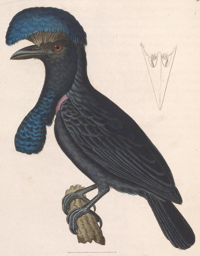 Amazonian umbrellabird (Cephalopterus ornatus); DISPLAY FULL IMAGE.