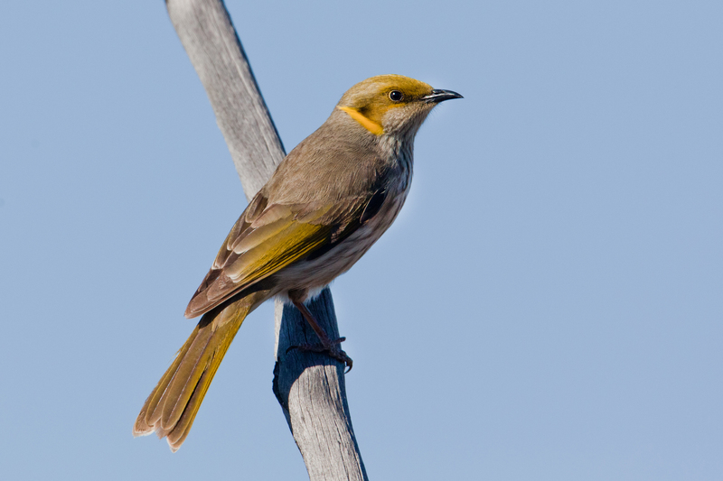 yellow-plumed honeyeater (Ptilotula ornata); DISPLAY FULL IMAGE.