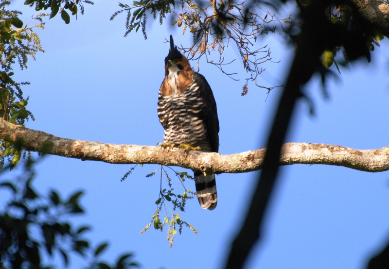 ornate hawk-eagle (Spizaetus ornatus); DISPLAY FULL IMAGE.