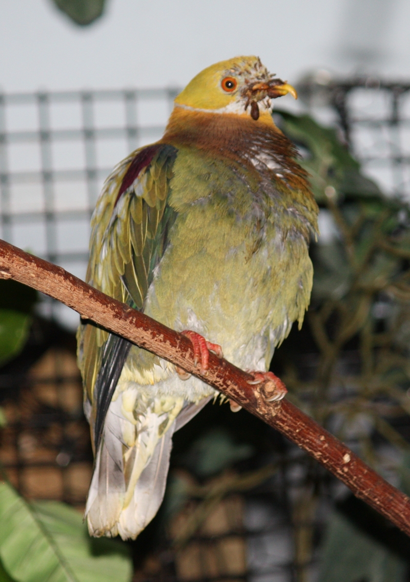 ornate fruit dove (Ptilinopus ornatus); DISPLAY FULL IMAGE.