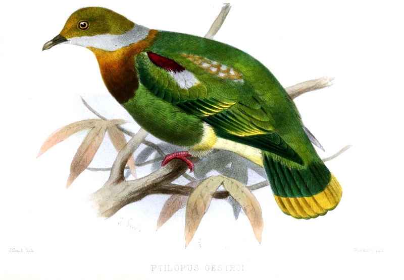 ornate fruit dove (Ptilinopus ornatus); DISPLAY FULL IMAGE.