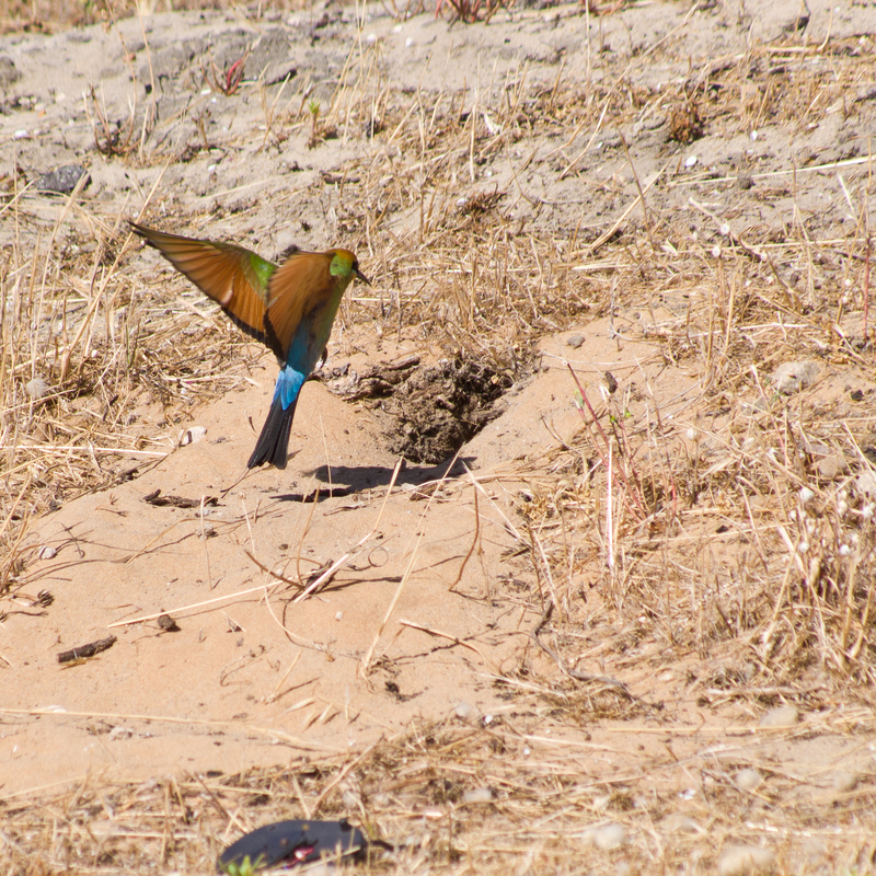 rainbow bee-eater (Merops ornatus); DISPLAY FULL IMAGE.