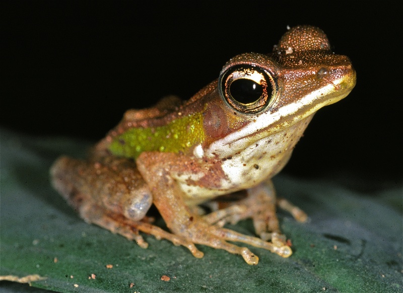 Hylarana albolabris (forest white-lipped frog); DISPLAY FULL IMAGE.