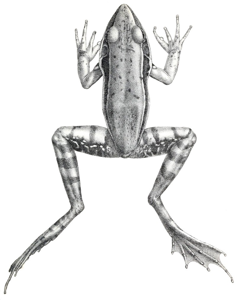 Günther's Amoy frog (Hylarana guentheri); DISPLAY FULL IMAGE.