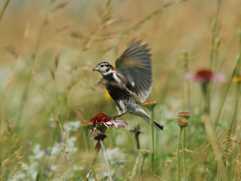 chestnut-collared longspur (Calcarius ornatus); DISPLAY FULL IMAGE.