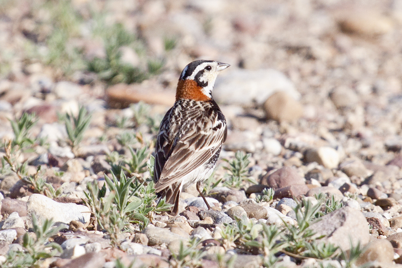 chestnut-collared longspur (Calcarius ornatus); DISPLAY FULL IMAGE.