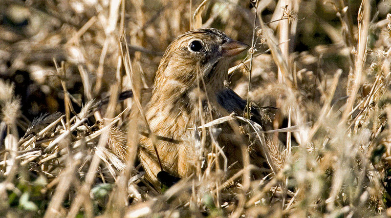 Smith's longspur (Calcarius pictus); DISPLAY FULL IMAGE.