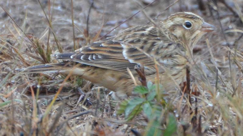 Smith's longspur (Calcarius pictus); DISPLAY FULL IMAGE.