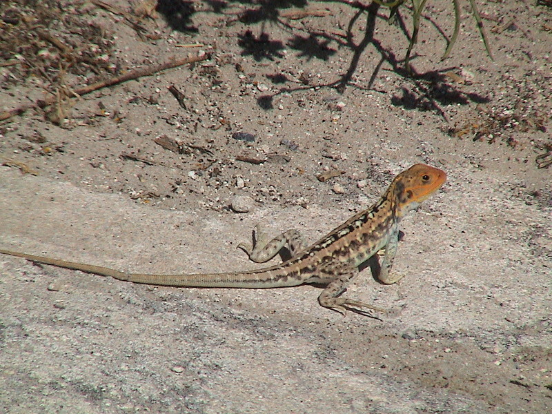 Ctenophorus pictus, painted dragon; DISPLAY FULL IMAGE.