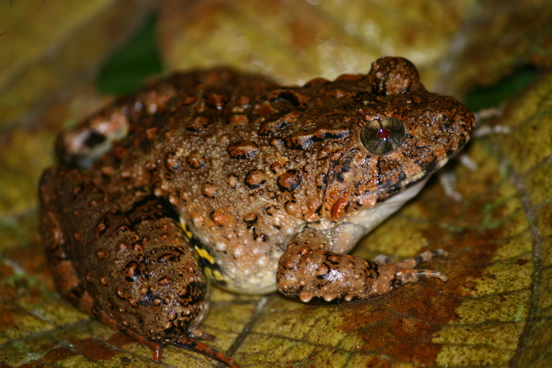 Zakerana keralensis (verrucose frog, Kerala warty frog); DISPLAY FULL IMAGE.