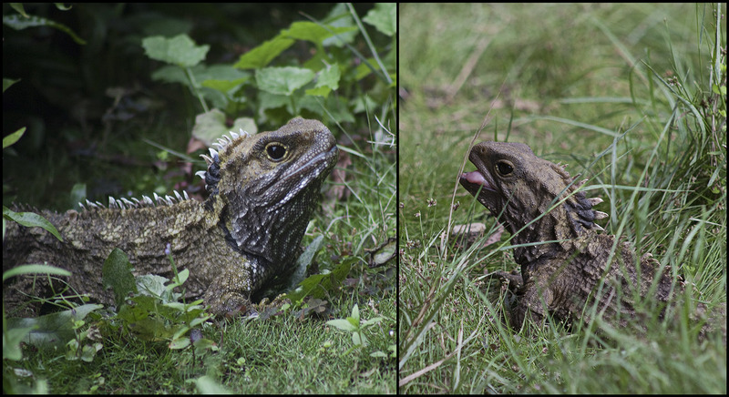 Brothers Island tuatara (Sphenodon guntheri); DISPLAY FULL IMAGE.