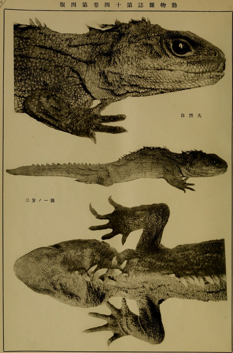 Northern tuatara (Sphenodon punctatus); DISPLAY FULL IMAGE.