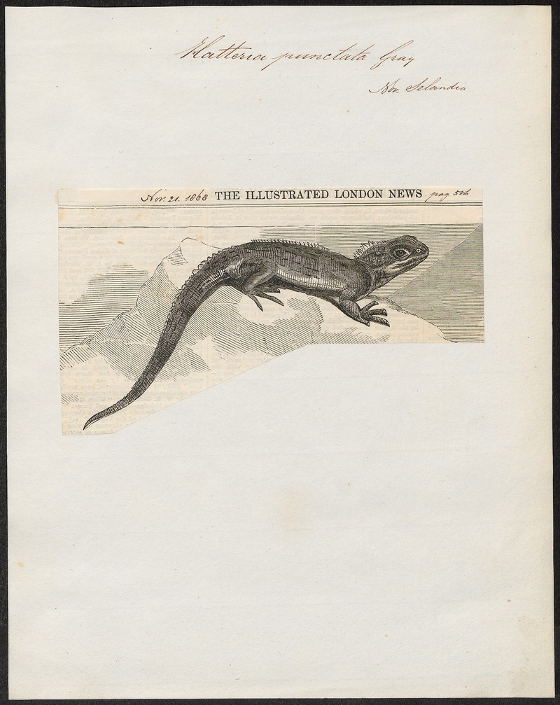 Northern tuatara (Sphenodon punctatus); DISPLAY FULL IMAGE.