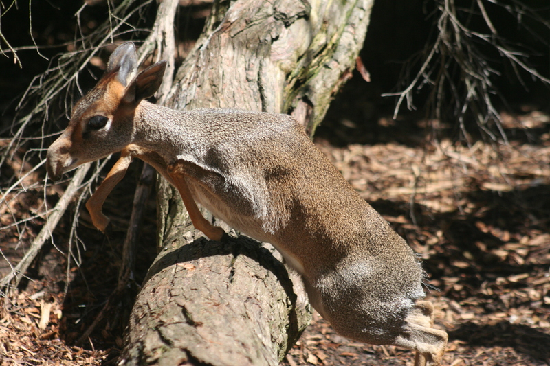 Günther's dik-dik (Madoqua guentheri); DISPLAY FULL IMAGE.