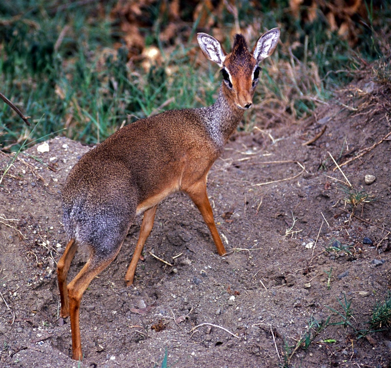 Kirk's dik-dik (Madoqua kirkii); DISPLAY FULL IMAGE.