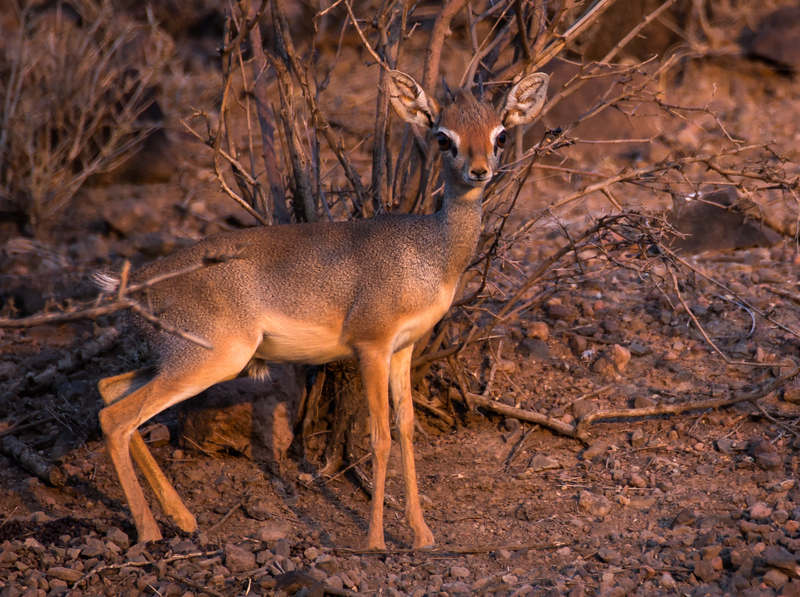 Salt's dik-dik (Madoqua saltiana); DISPLAY FULL IMAGE.