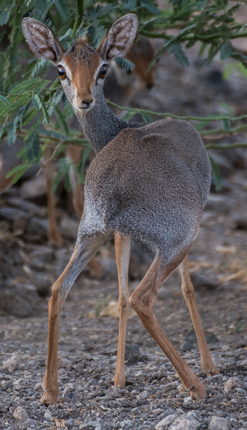 Salt's dik-dik (Madoqua saltiana); DISPLAY FULL IMAGE.