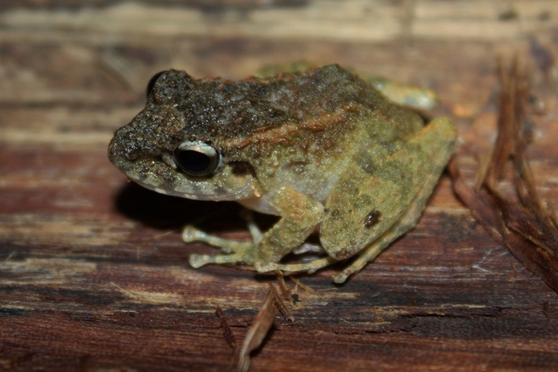 Platymantis guentheri (Günther's forest frog); DISPLAY FULL IMAGE.