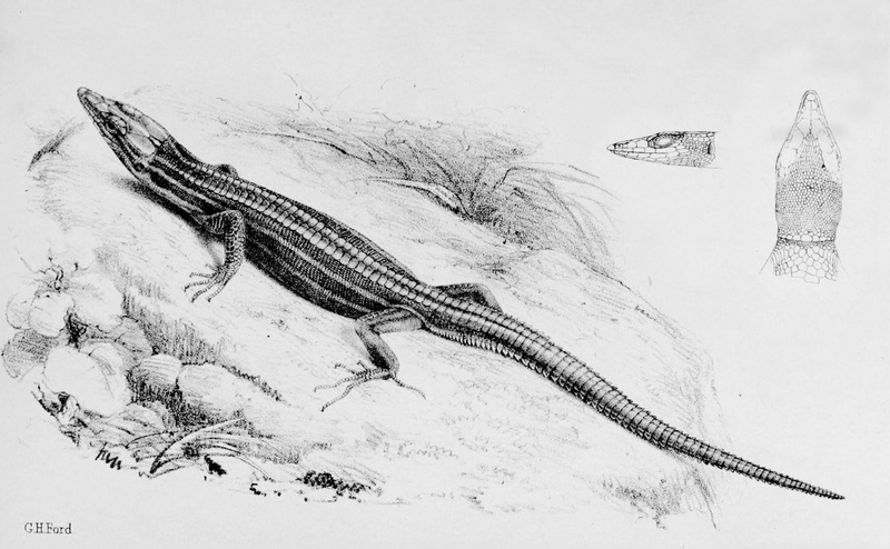 Holaspis guentheri (western neon blue-tailed tree lizard); DISPLAY FULL IMAGE.