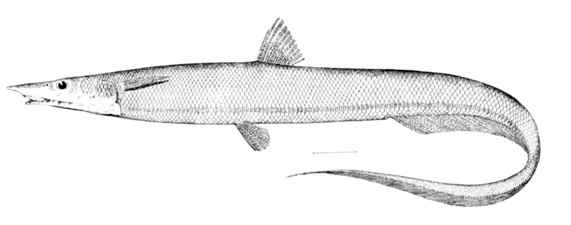 Halosaurus ovenii (Oven's halosaur); DISPLAY FULL IMAGE.