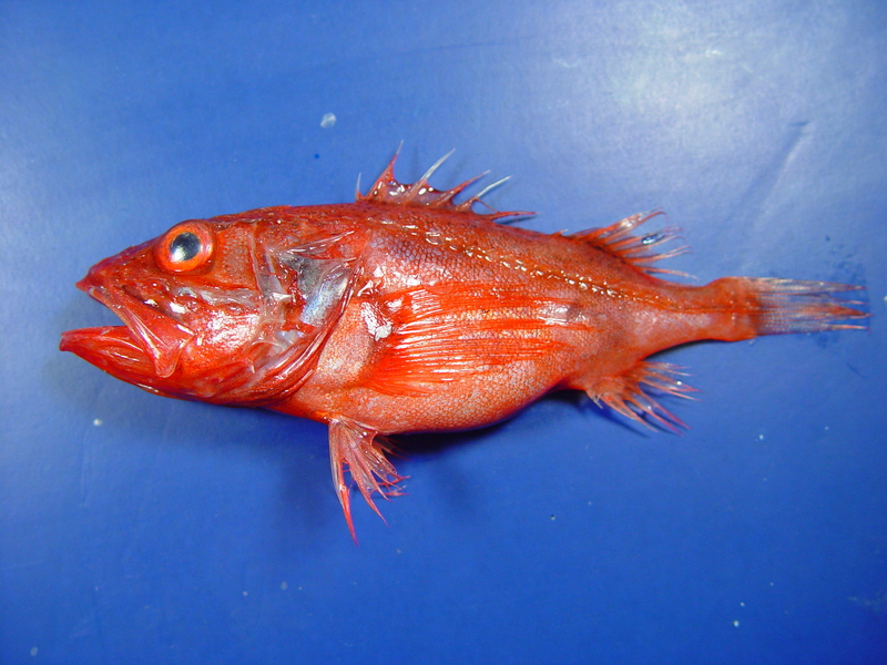 Setarches guentheri, Channeled rockfish; DISPLAY FULL IMAGE.