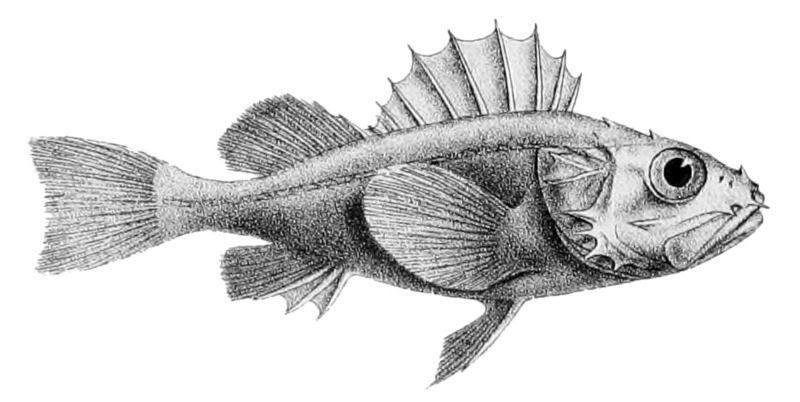 Setarches guentheri, Channeled rockfish; DISPLAY FULL IMAGE.