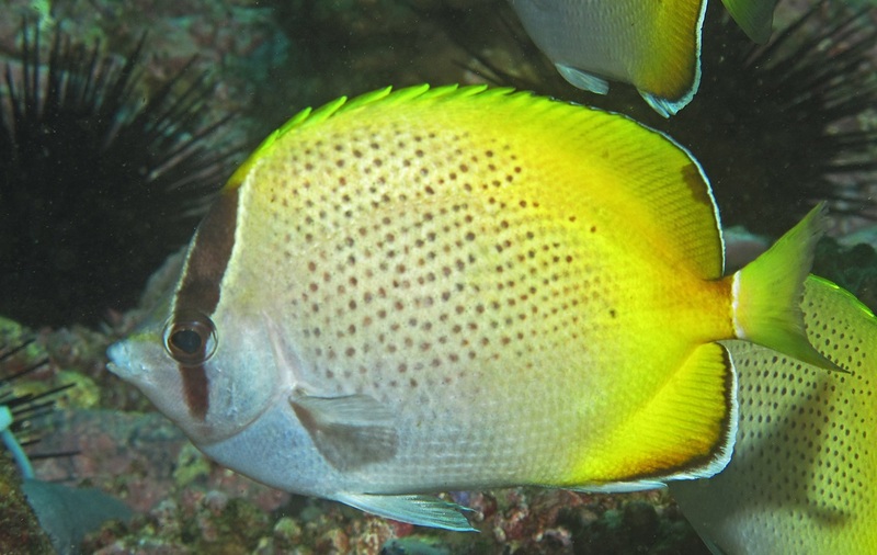 Chaetodon guentheri, Crochet butterflyfish; DISPLAY FULL IMAGE.