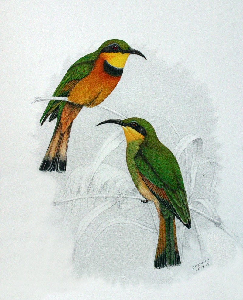 little bee-eater (Merops pusillus); DISPLAY FULL IMAGE.