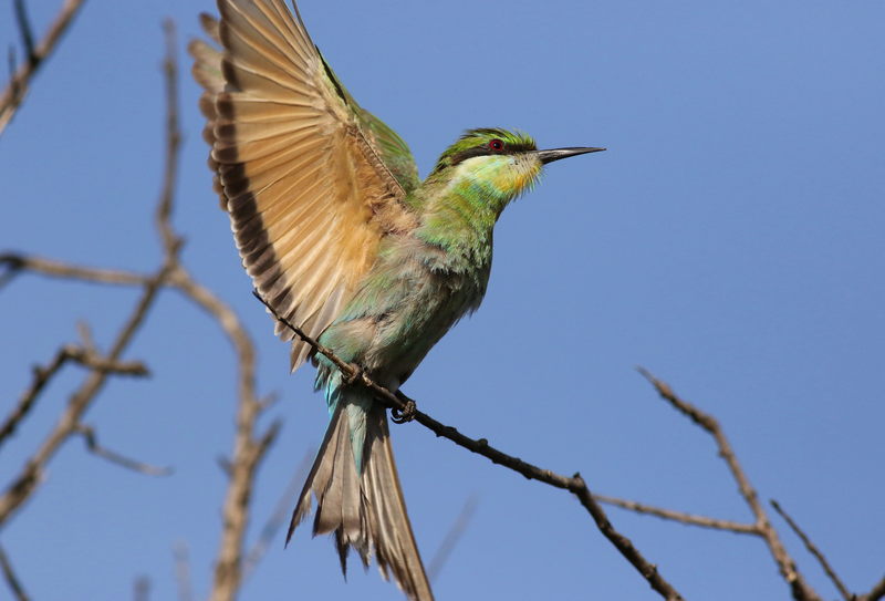 swallow-tailed bee-eater (Merops hirundineus); DISPLAY FULL IMAGE.