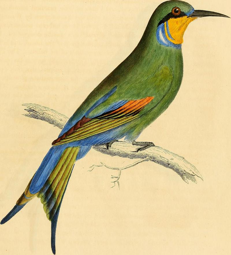 swallow-tailed bee-eater (Merops hirundineus); DISPLAY FULL IMAGE.