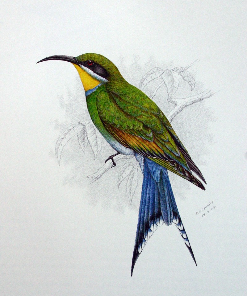 swallow-tailed bee-eater (Merops hirundineus); DISPLAY FULL IMAGE.