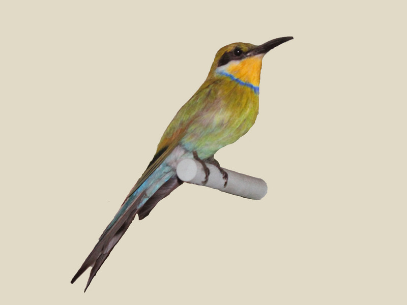 swallow-tailed bee-eater (Merops hirundineus); DISPLAY FULL IMAGE.