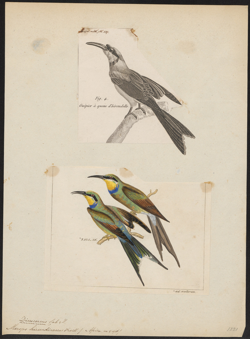swallow-tailed bee-eater (Merops hirundineus); DISPLAY FULL IMAGE.