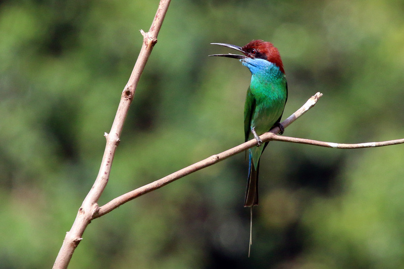 blue-throated bee-eater (Merops viridis); DISPLAY FULL IMAGE.