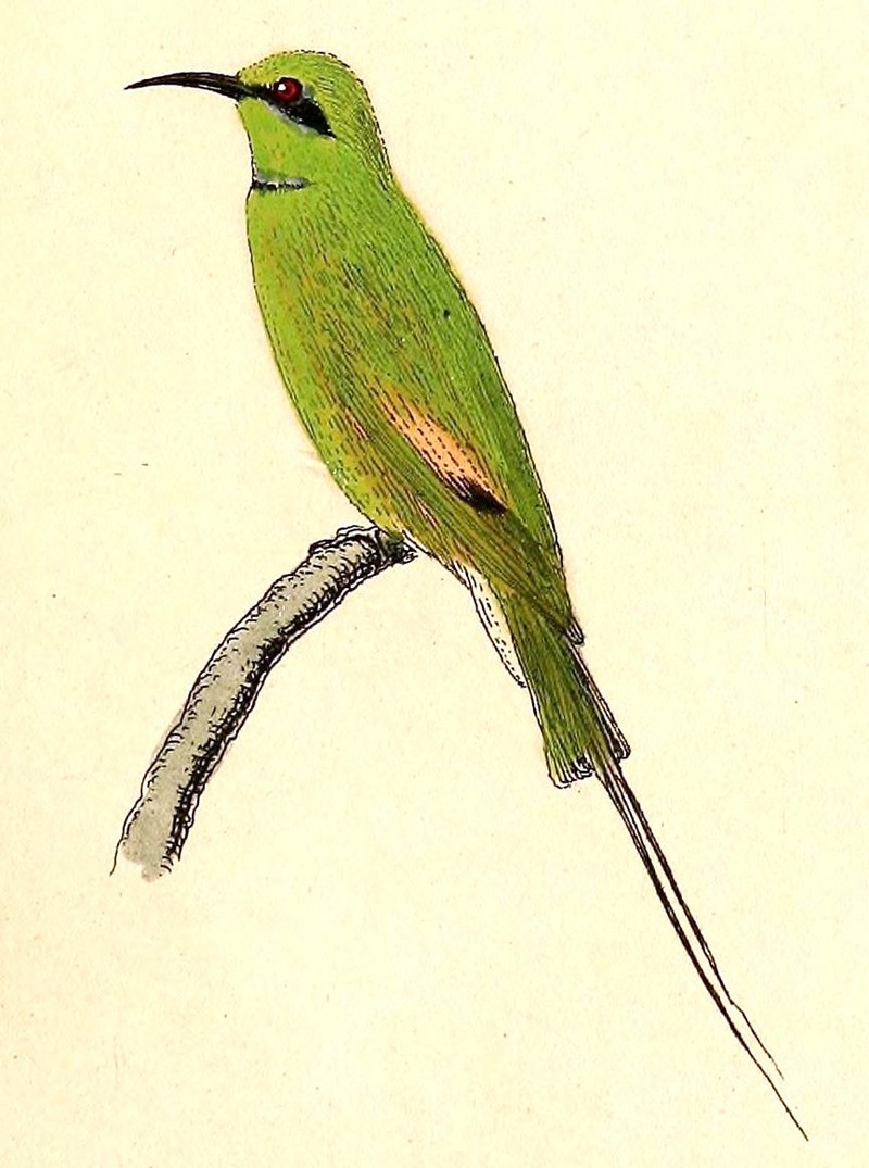 Merops orientalis cleopatra (green bee-eater); DISPLAY FULL IMAGE.