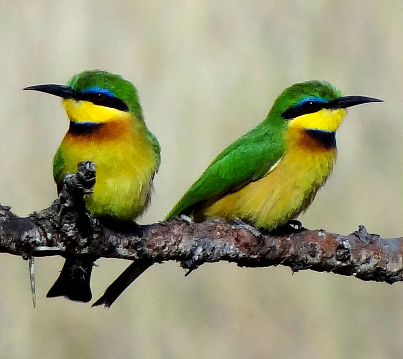 blue-breasted bee-eater (Merops variegatus); DISPLAY FULL IMAGE.