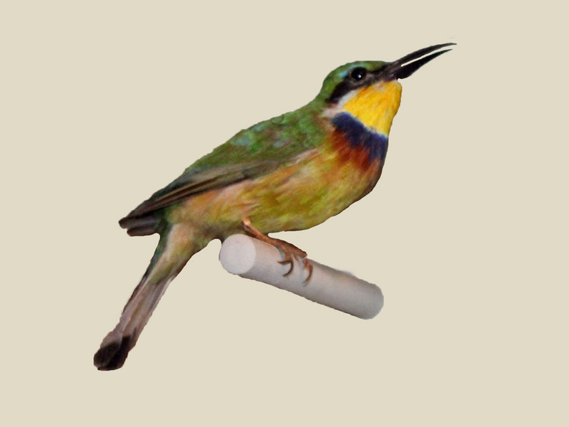 blue-breasted bee-eater (Merops variegatus); DISPLAY FULL IMAGE.