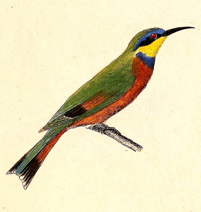 blue-breasted bee-eater (Merops variegatus); DISPLAY FULL IMAGE.