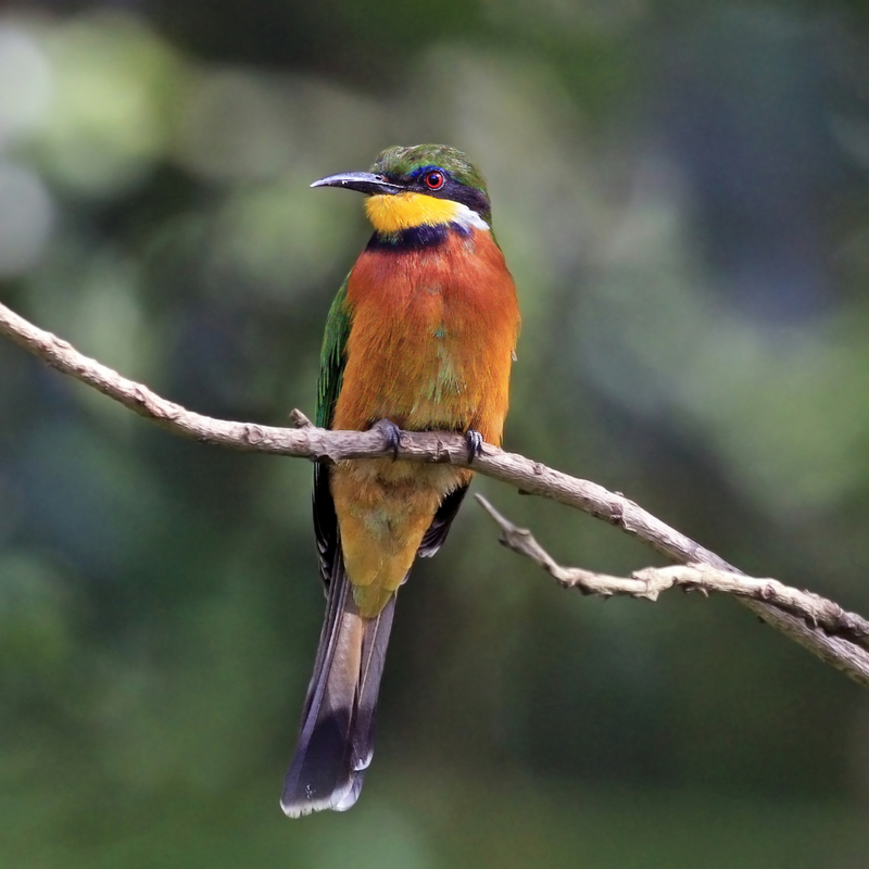 cinnamon-chested bee-eater (Merops oreobates); DISPLAY FULL IMAGE.