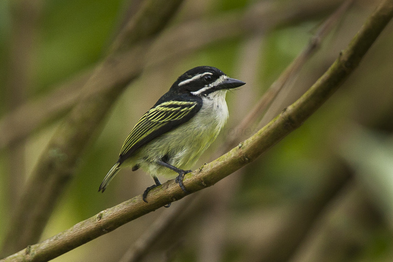 yellow-rumped tinkerbird (Pogoniulus bilineatus); DISPLAY FULL IMAGE.