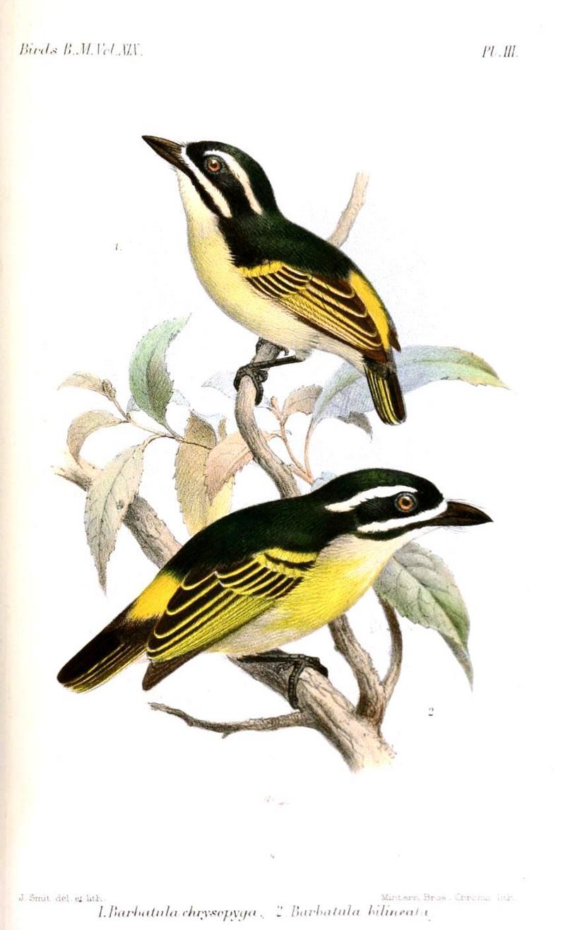yellow-throated tinkerbird (Pogoniulus subsulphureus), yellow-rumped tinkerbird (Pogoniulus bilineatus); DISPLAY FULL IMAGE.