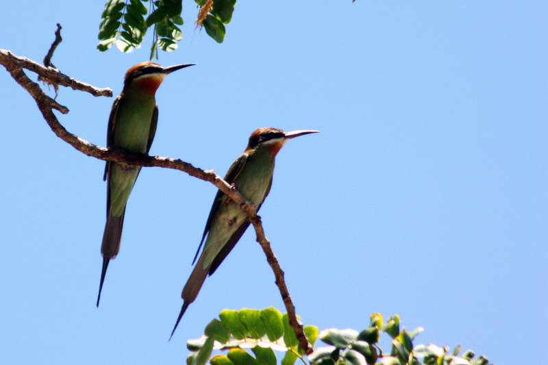 Madagascar bee-eater, olive bee-eater (Merops superciliosus); DISPLAY FULL IMAGE.