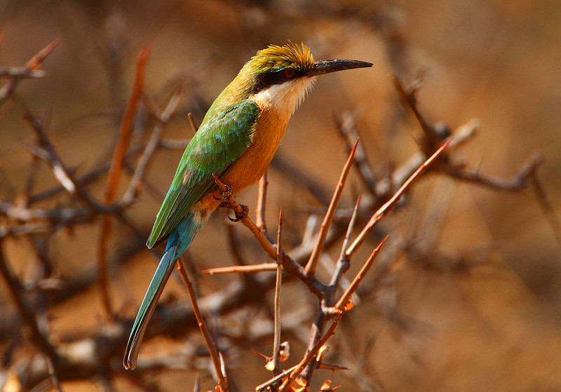 Somali bee-eater (Merops revoilii); DISPLAY FULL IMAGE.