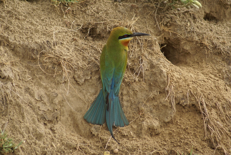 blue-tailed bee-eater (Merops philippinus); DISPLAY FULL IMAGE.